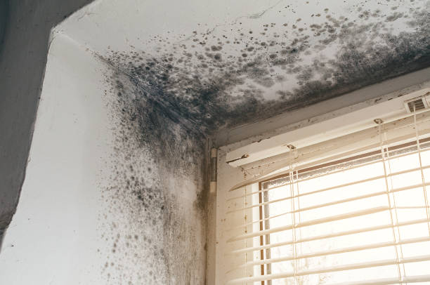 Affordable Mold Removal solutions in Jamestown, CO